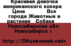 Красивая девочка американского кокера › Цена ­ 35 000 - Все города Животные и растения » Собаки   . Новосибирская обл.,Новосибирск г.